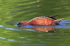 Cinnamon Teal